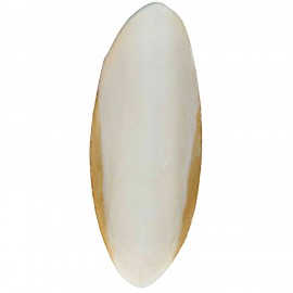 JIBIA GRANDE XXL